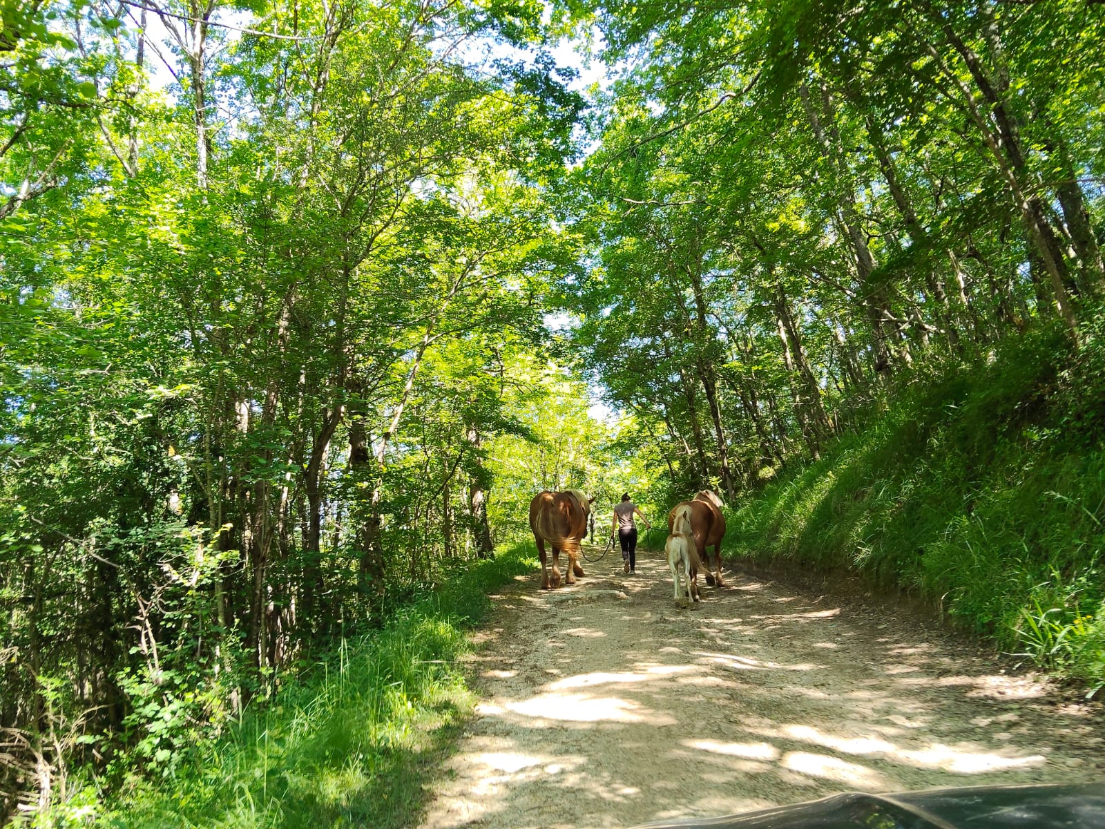 L'accompagnatrice En Selle