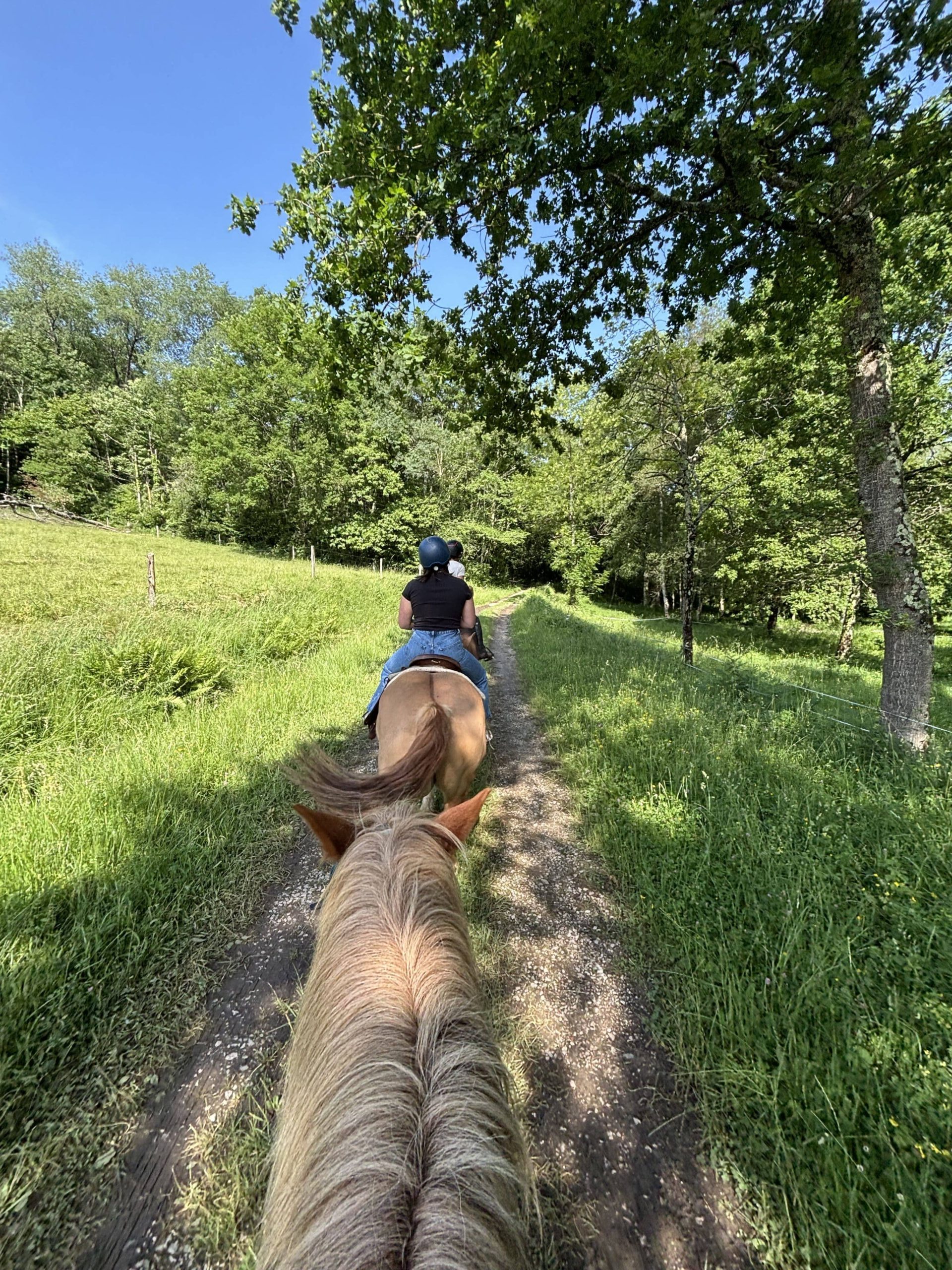 vue du haut cheval