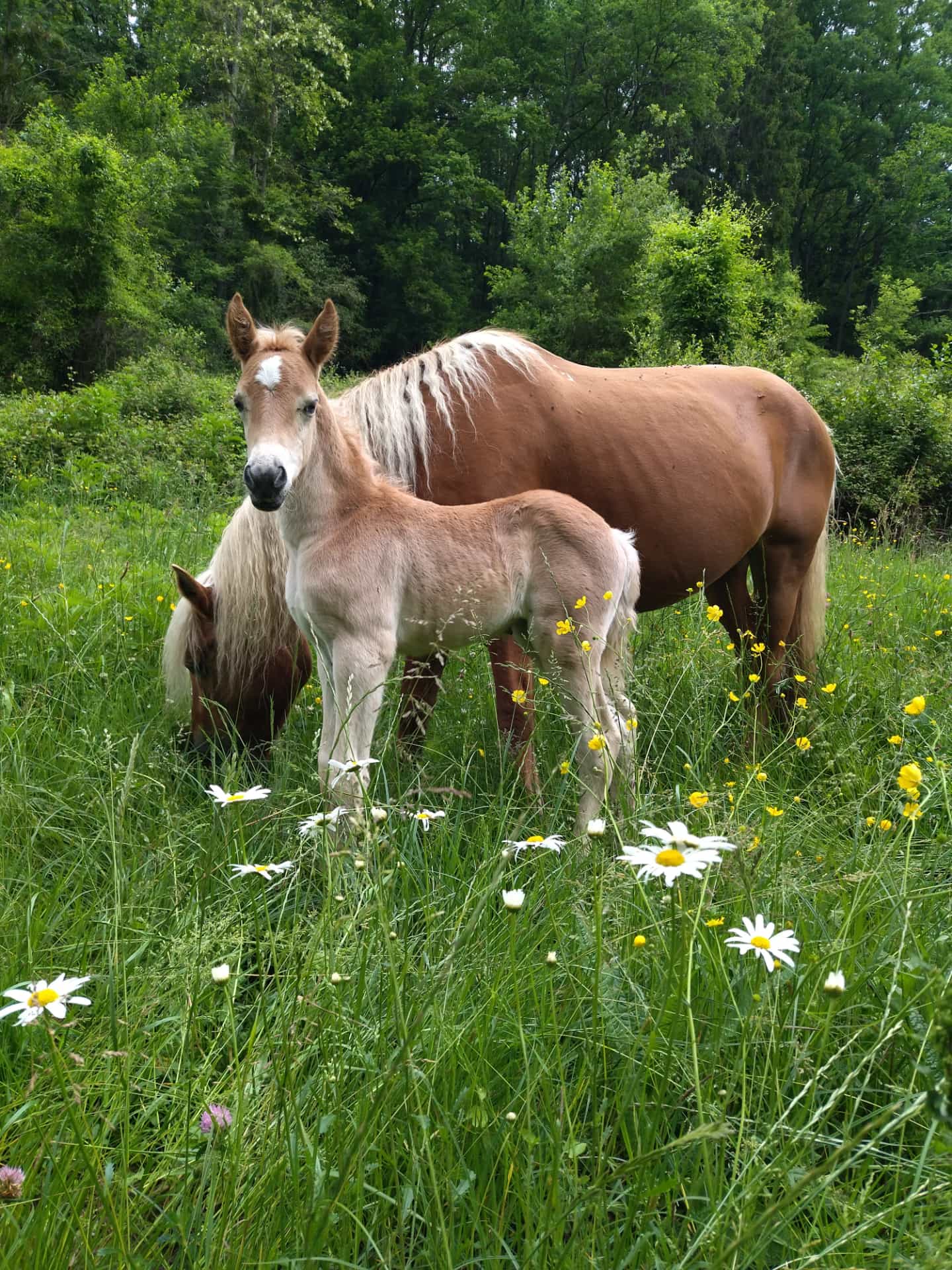 maman cheval et sa fille
